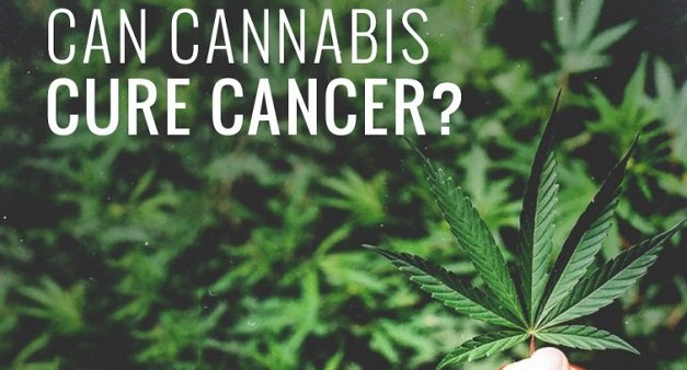 La Cannabis per la cura dei tumori? Una ricerca italiana fa sperare.