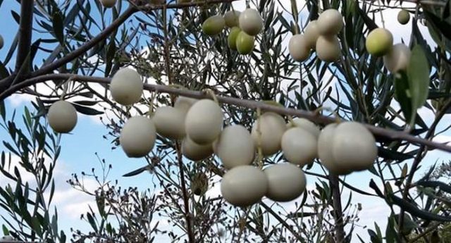 Biodiversità: riscoperti degli esemplari della rarissima oliva bianca – Una fantastica, preziosa particolarità tutta Italiana!