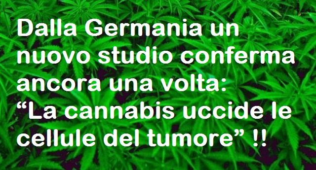 Dalla Germania un nuovo studio conferma ancora una volta: “La cannabis uccide le cellule del tumore” !!
