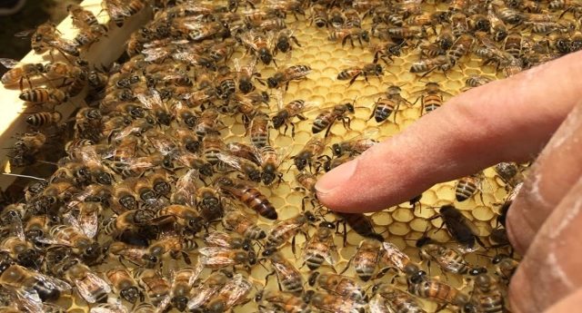 L’allarme di SlowFood: il clima impazzito spegne il ronzio delle api