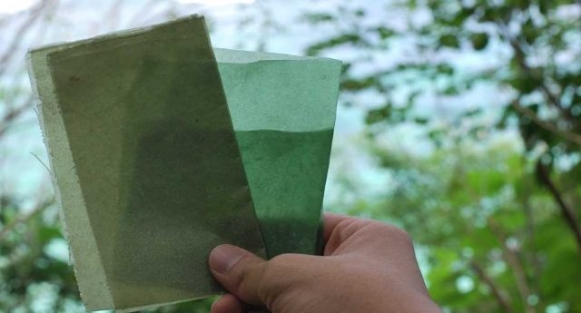 Dall’Indonesia gli imballaggi biodegradabili a base di alghe