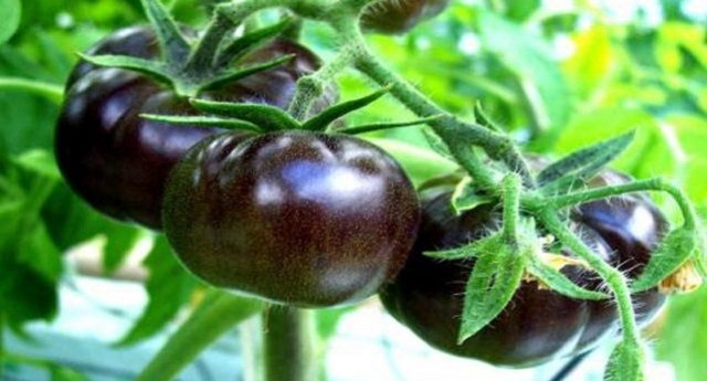 l pomodoro nero italiano rallenta l’invecchiamento: il segreto del Sunblack è nella buccia