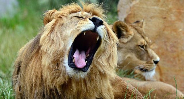La vendetta: banda di bracconieri a caccia di animali protetti, sbranata da branco di leoni in una riserva del Sudafrica. Com’è che non mi dispiace affatto?