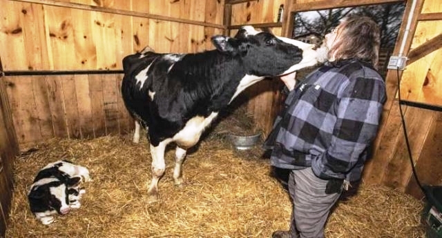 Fuga verso la libertà – La bellissima storia di Brianna, la mucca che saltò giù dal camion che la portava al macello e che, dopo una lunga fuga, diede alla luce il suo vitellino…